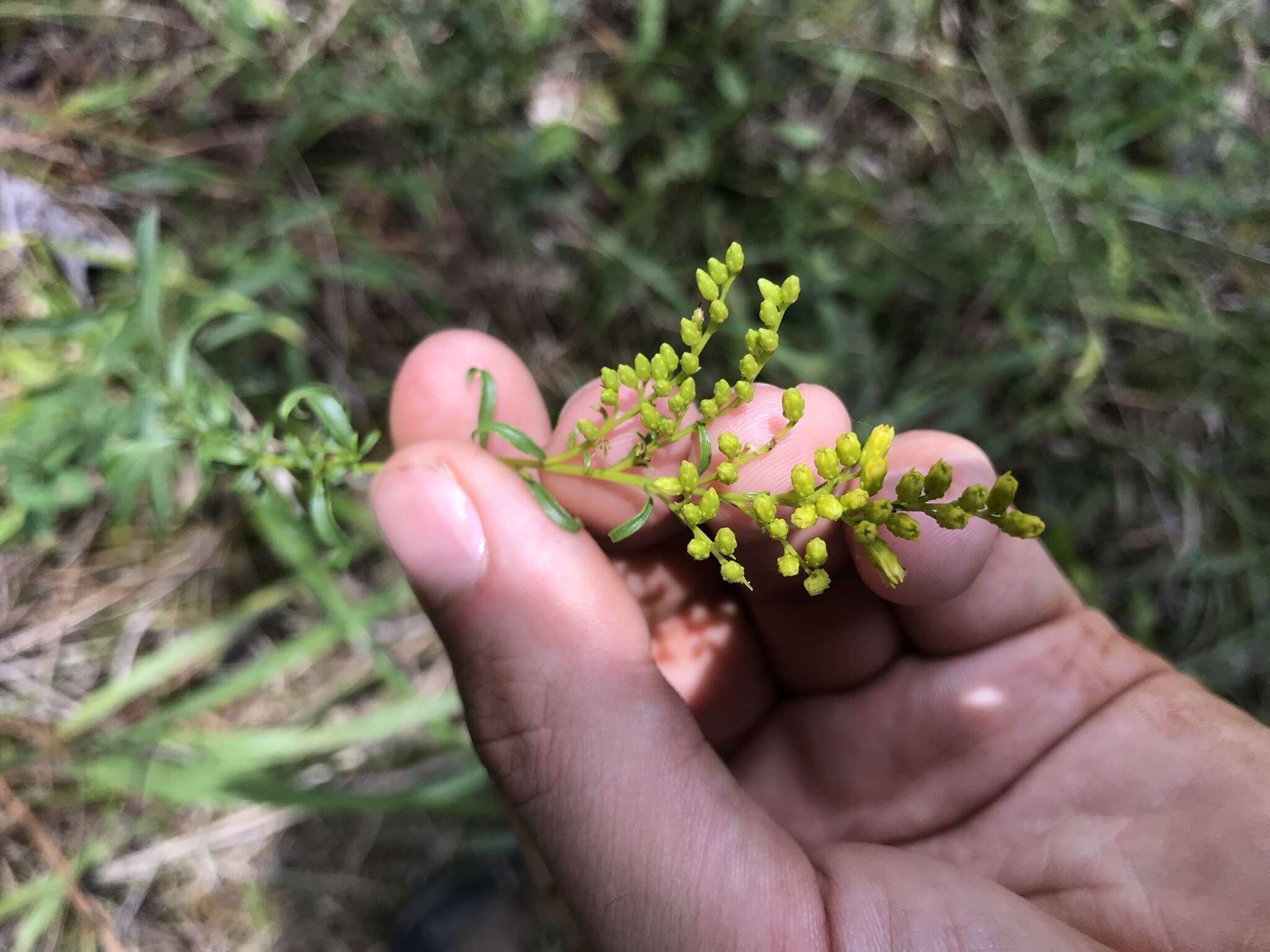 Image of Small's goldenrod