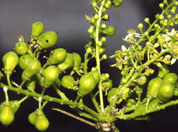 Image of frankincense