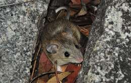 Image of Common rock rat