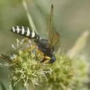 Cerceris tuberculata (de Villers 1789) resmi