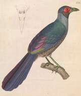 Image of Bornean Ground Cuckoo