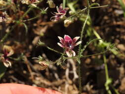 Imagem de Schizanthus parvulus Sudzuki