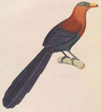 Image of Rhamphococcyx Cabanis & Heine 1863
