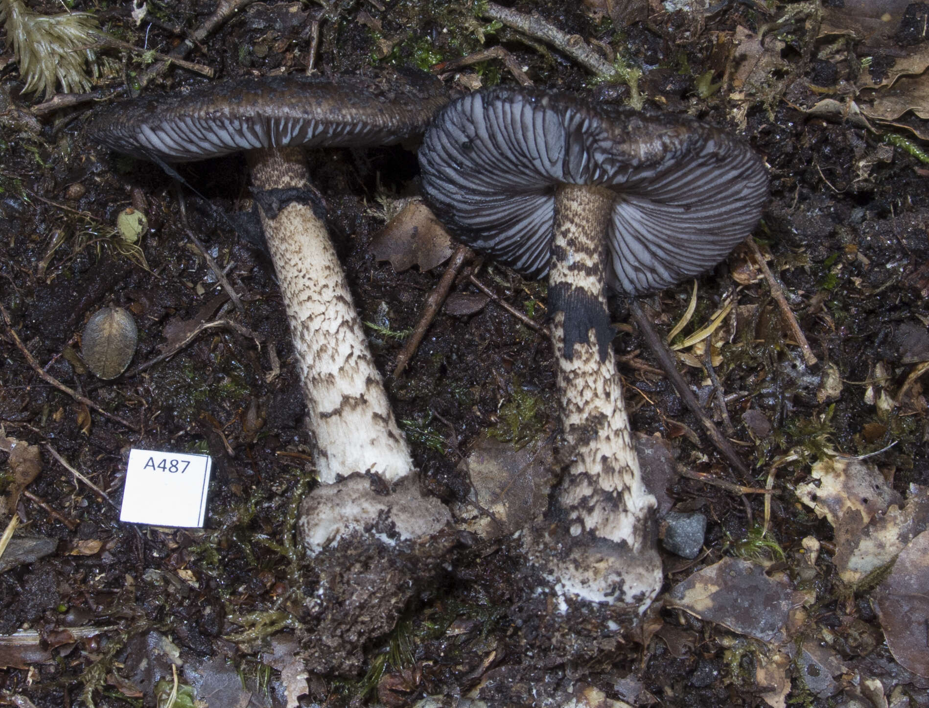 Image of Amanita nigrescens G. Stev. 1962