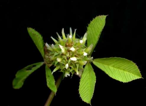 Plancia ëd Trifolium glomeratum L.