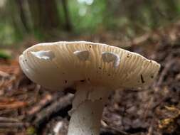 Image of Amanita marmorata Cleland & E.-J. Gilbert 1941