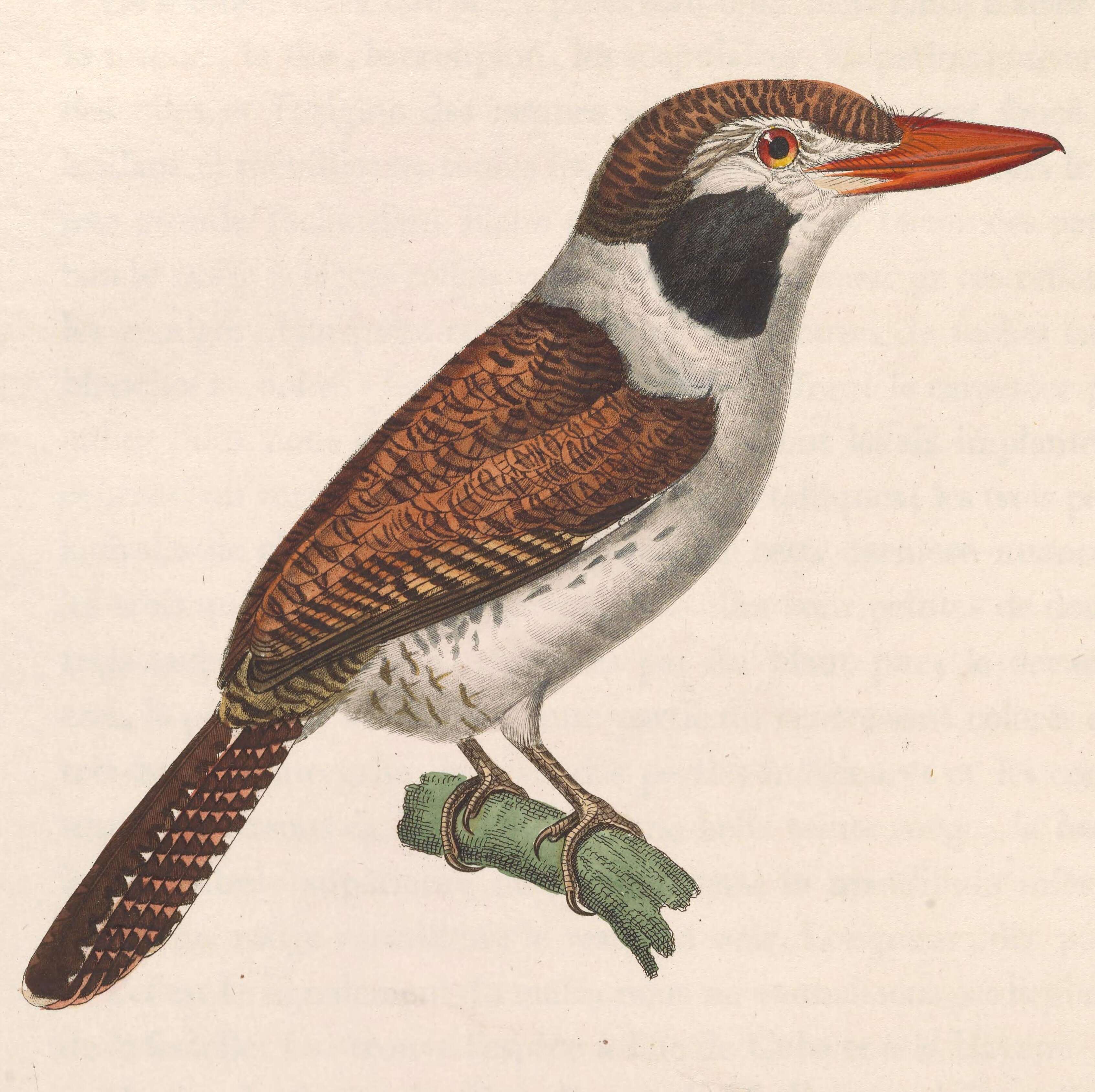 Image of White-eared Puffbird