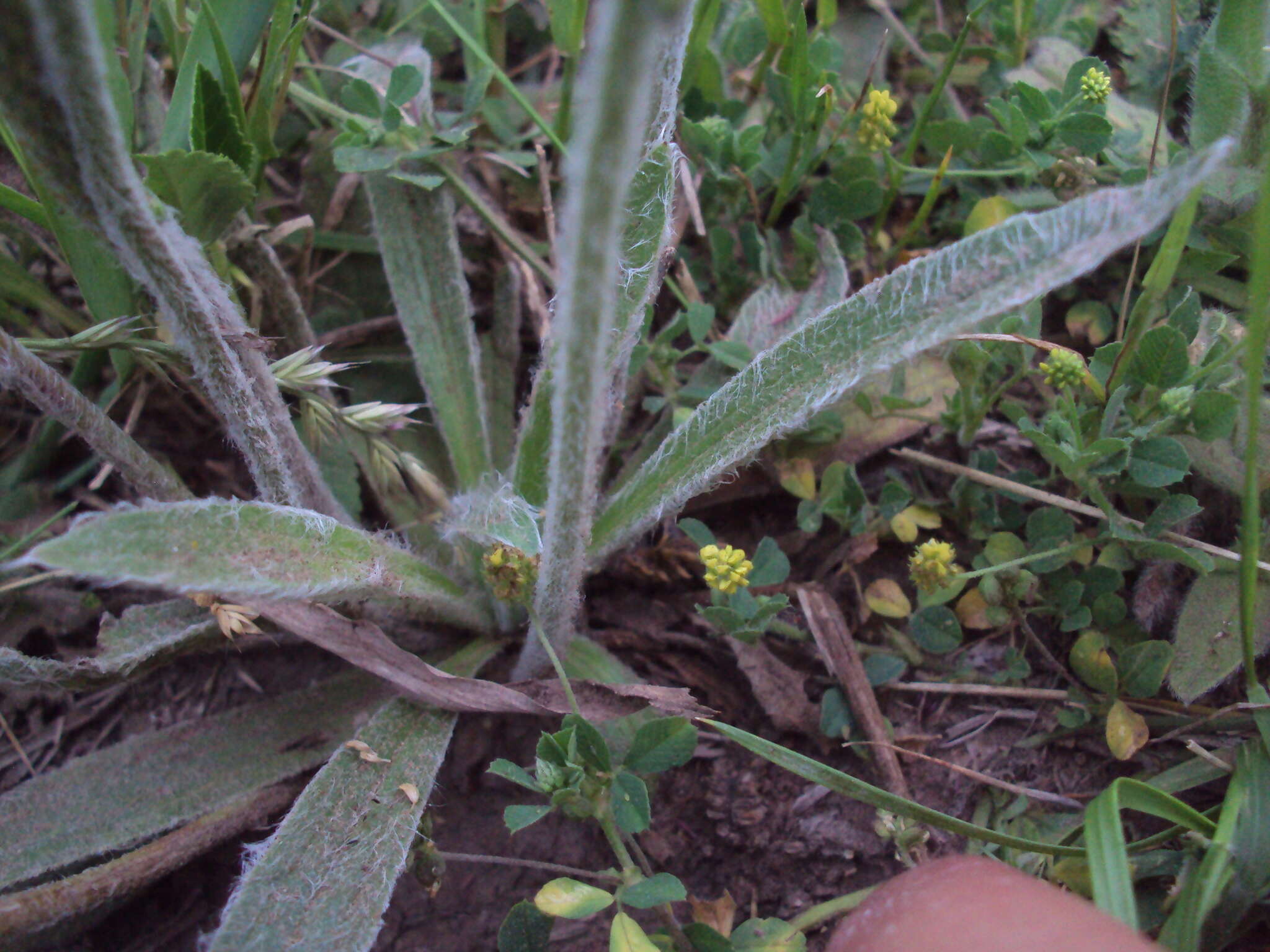 Image of Plantago tomentosa Lam.