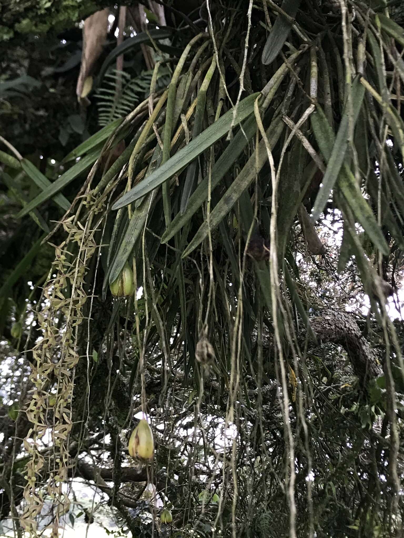 Image of Epidendrum moritzii Rchb. fil.