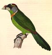 Image of Fire-tufted Barbet