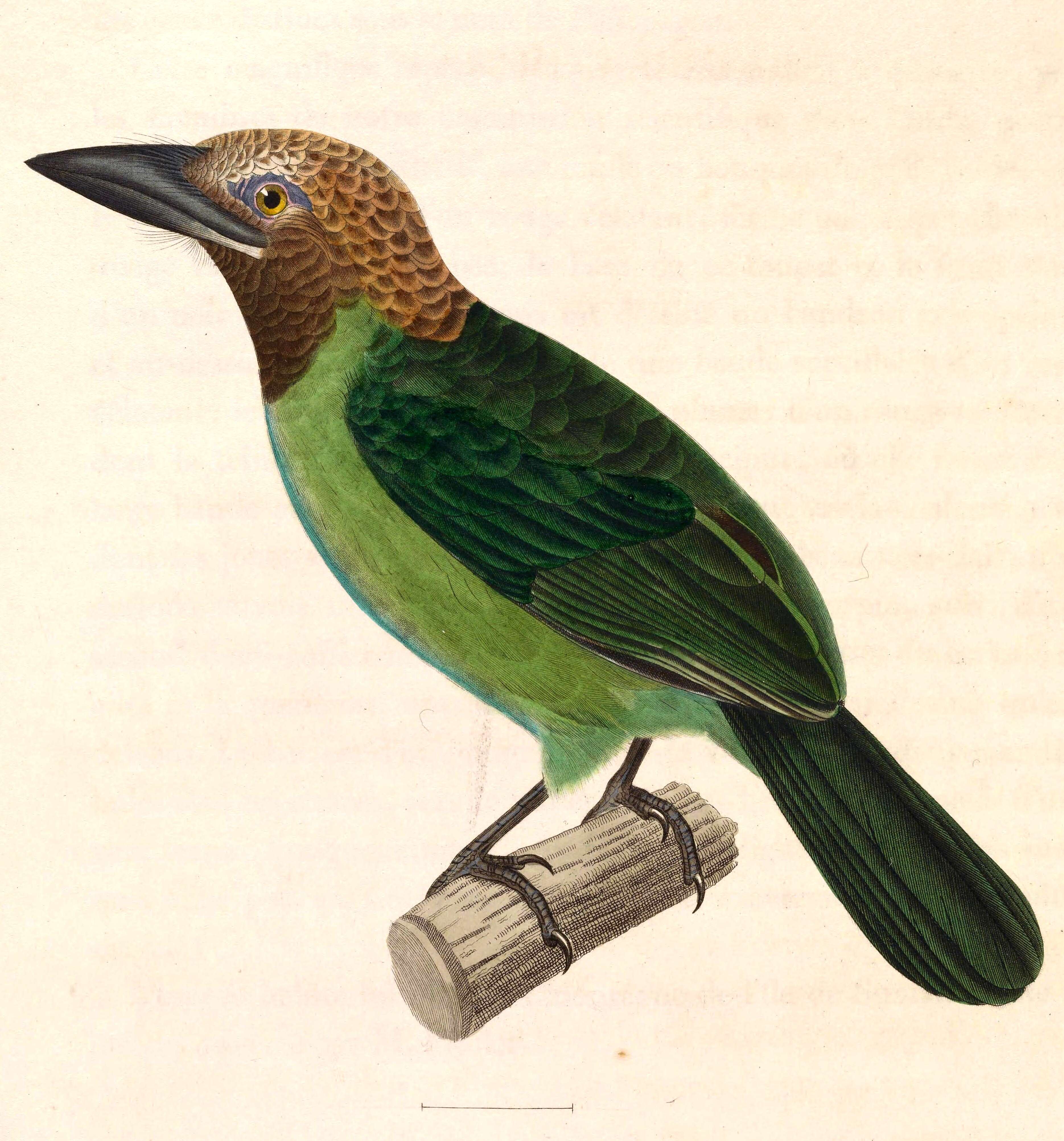 Image of Asian barbets