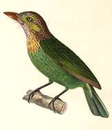 Image of Asian barbets