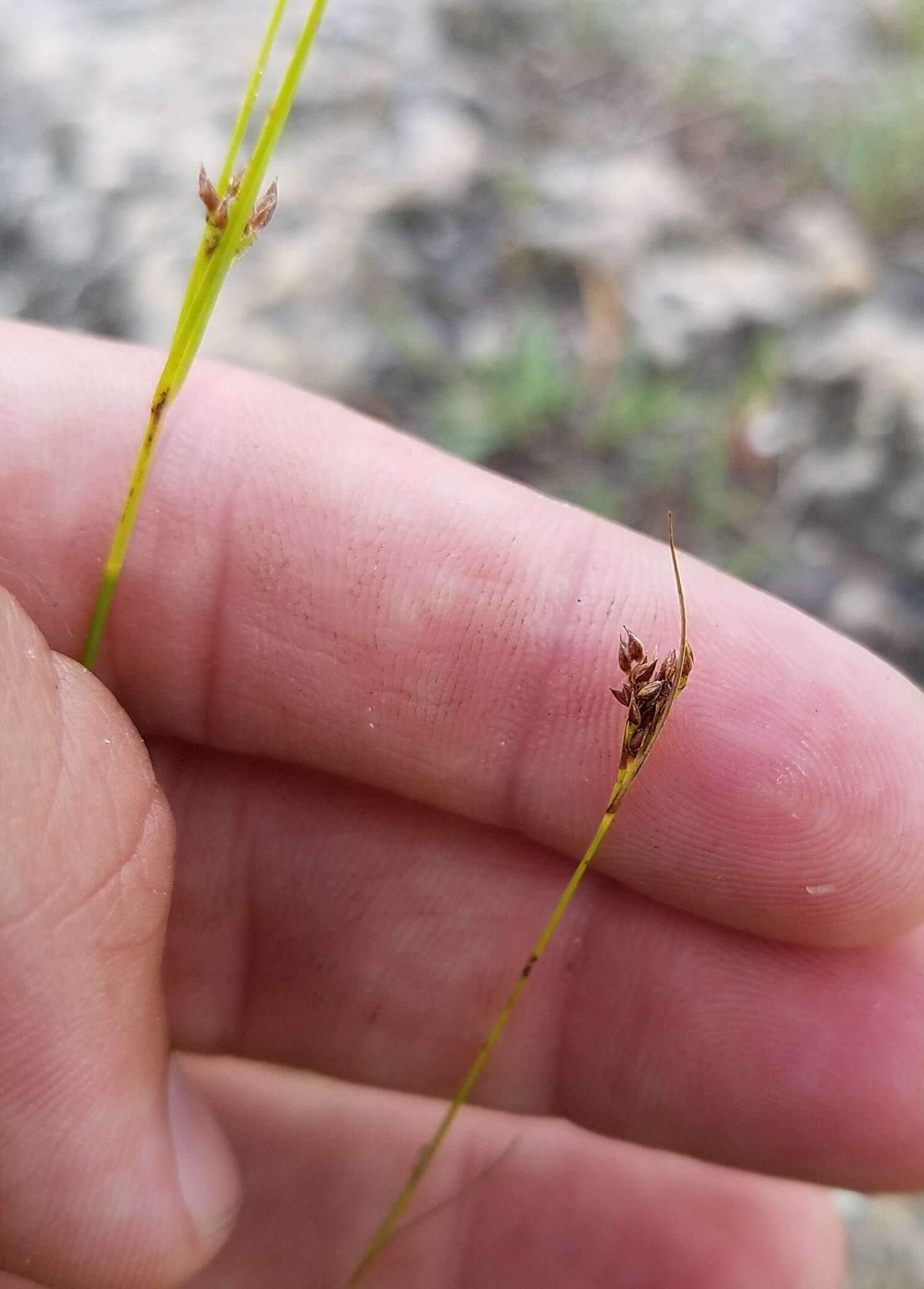 Image of Spreading Beak Sedge