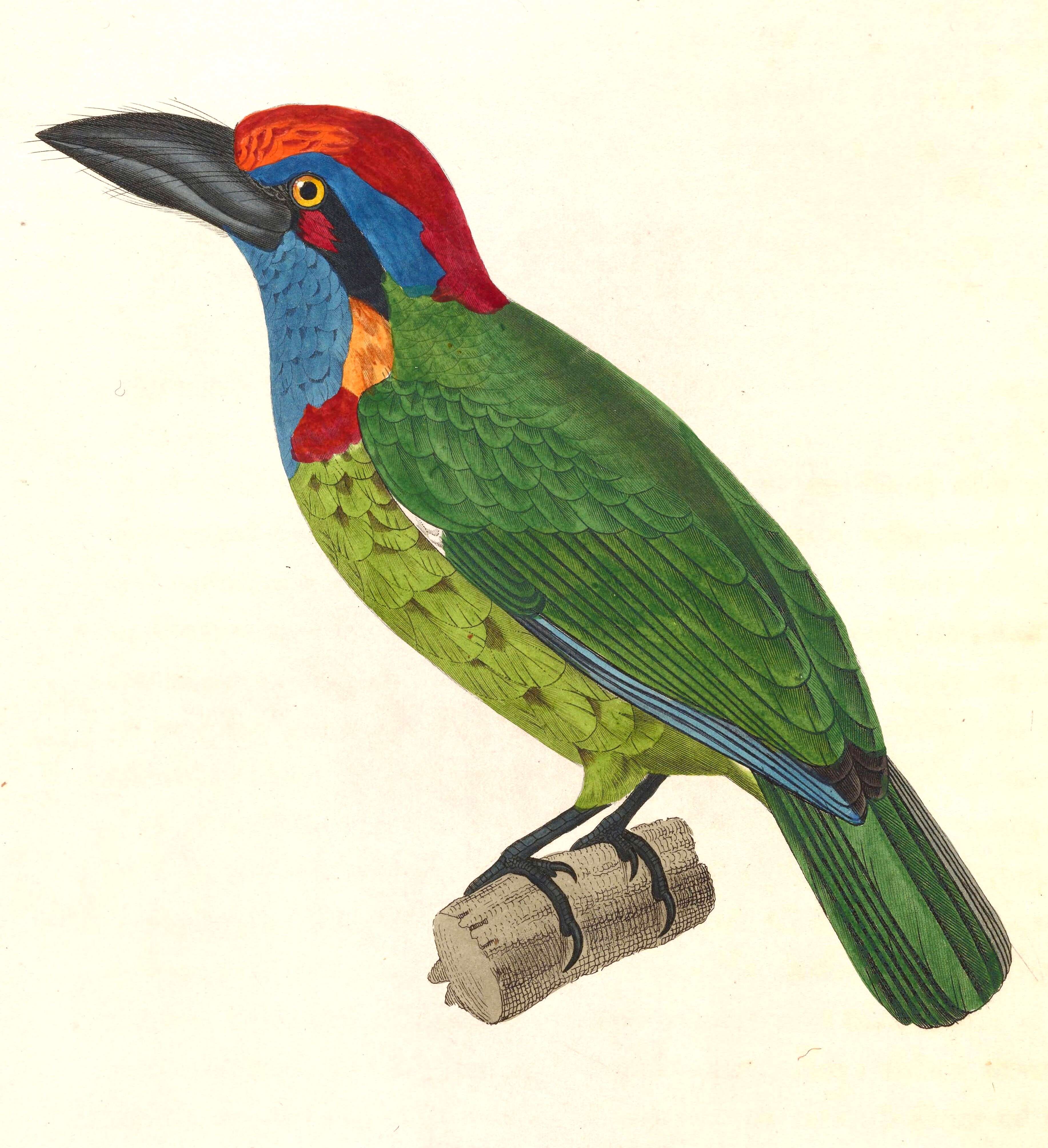 Image of Red-crowned Barbet