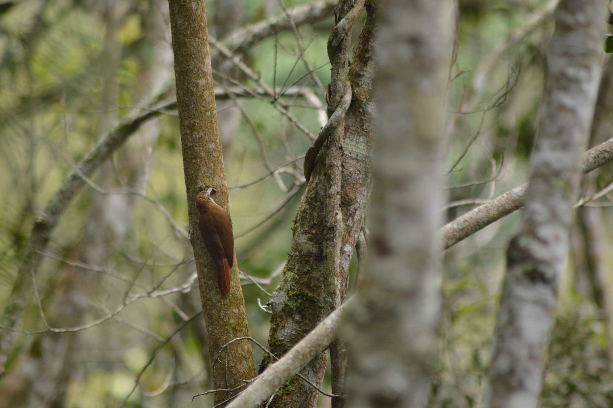 Image of Scaled Woodcreeper