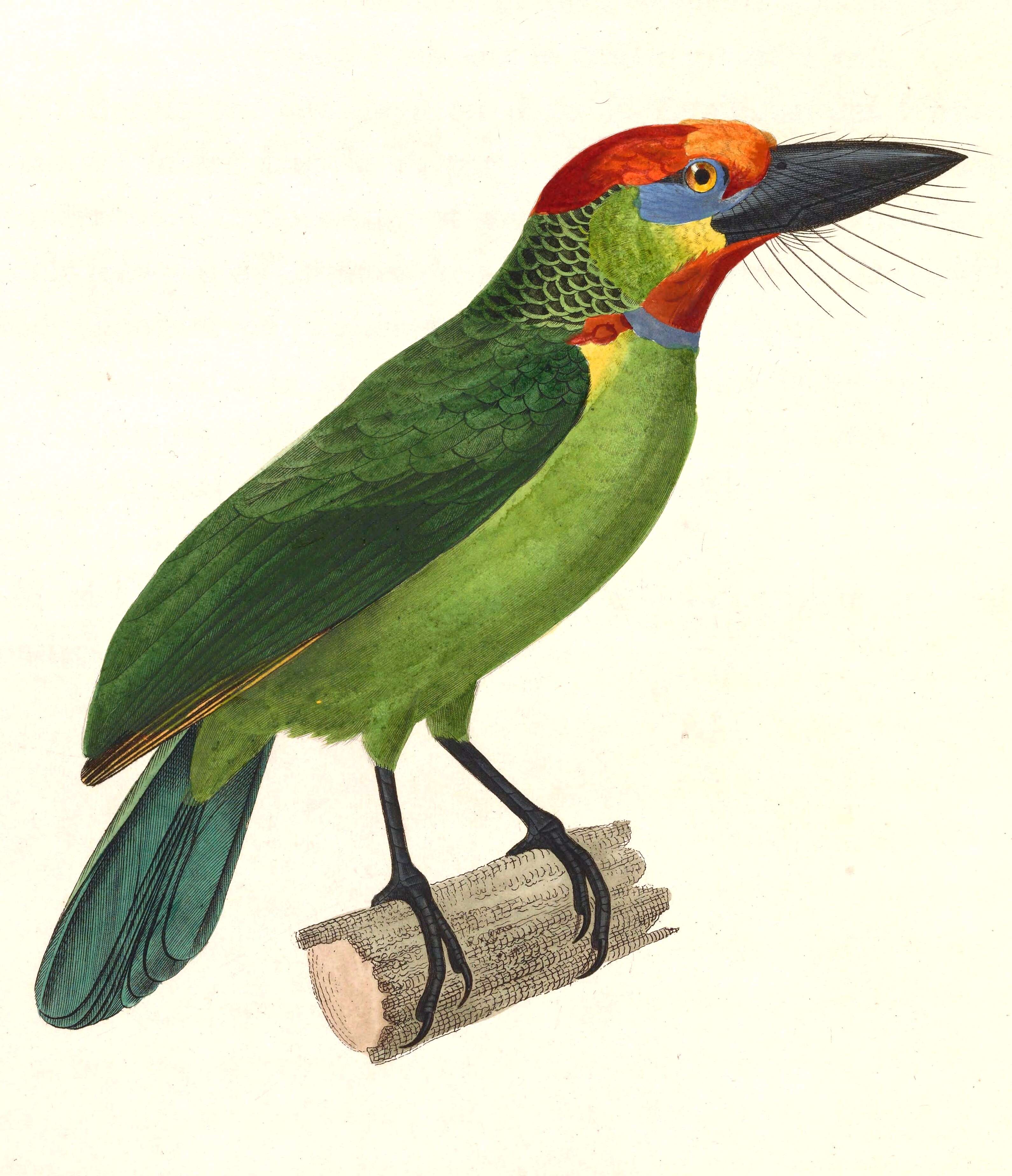 Image of Asian barbets