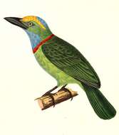 Image of Asian barbets