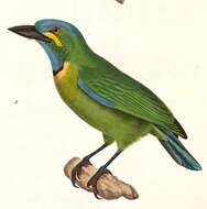 Image of Asian barbets