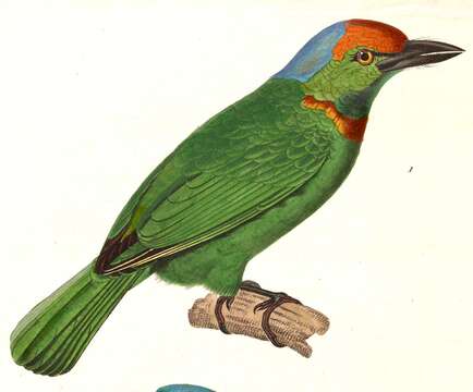 Image of Asian barbets