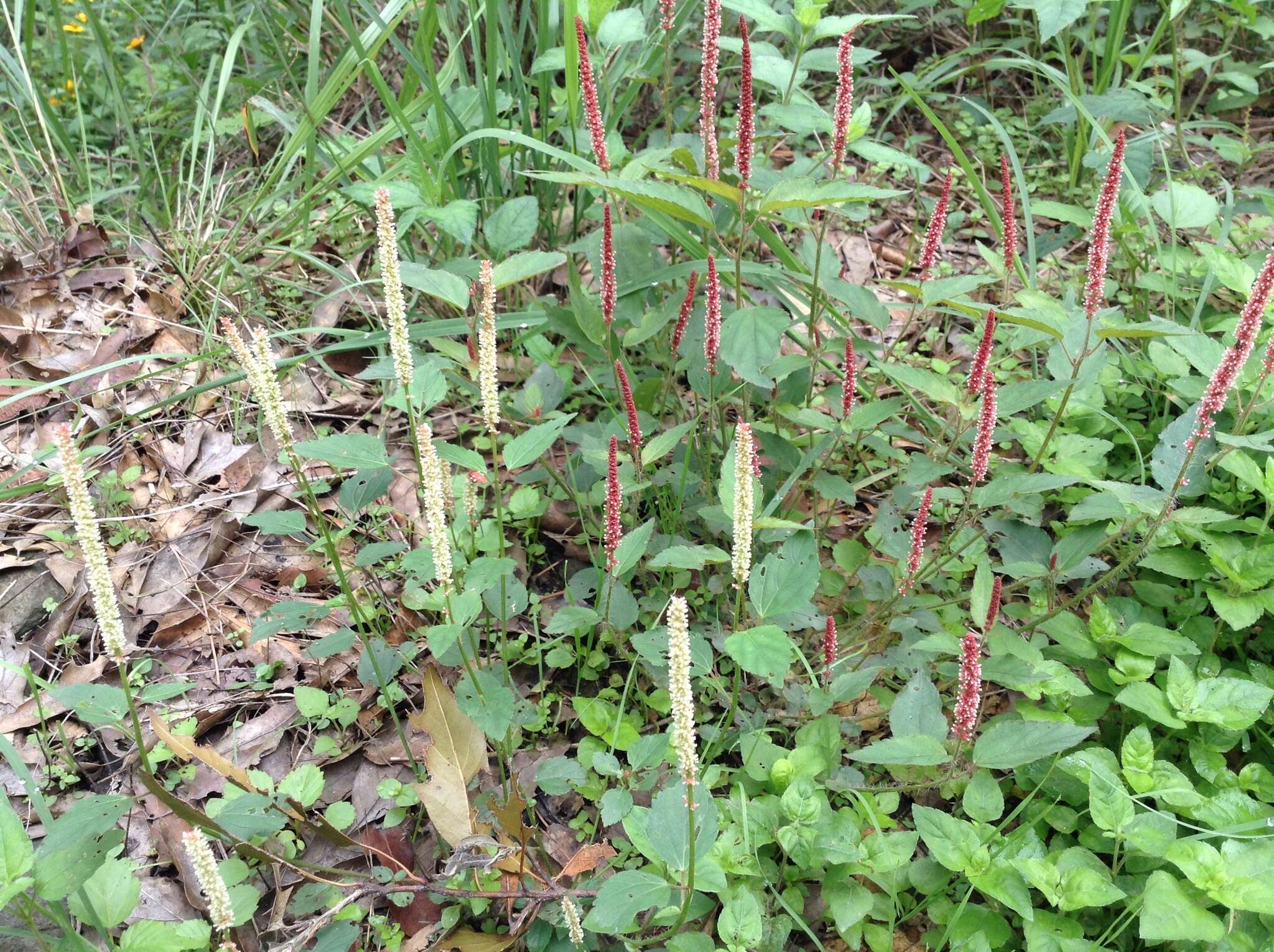 Image de Acalypha phleoides Cav.