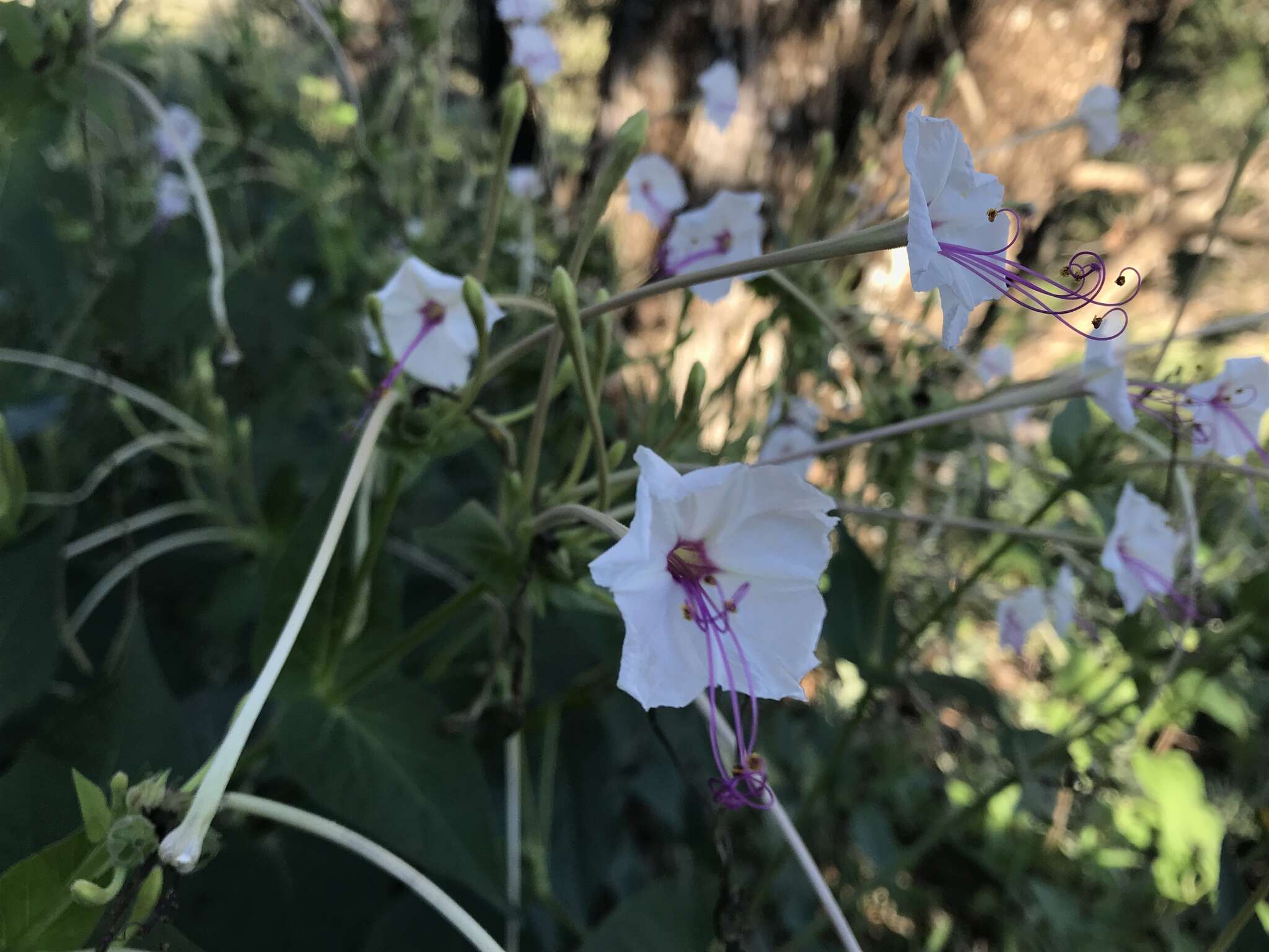 长筒紫茉莉的圖片