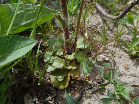 Image of Saxifraga bulbifera L.