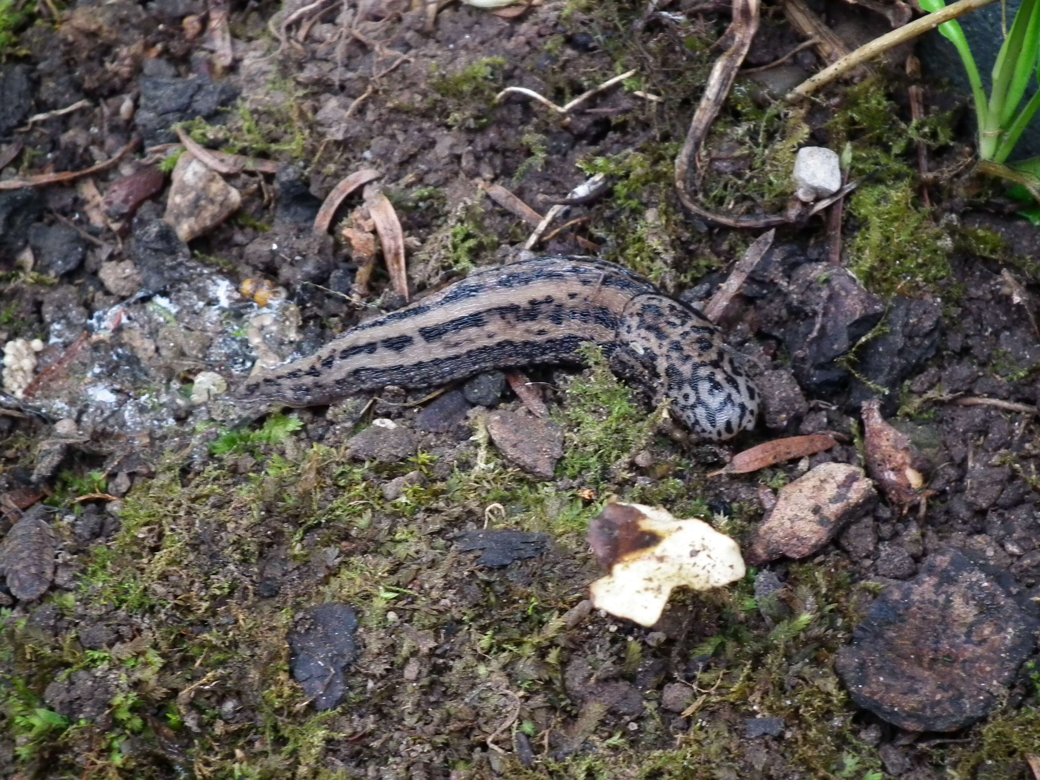 Image of garden slugs