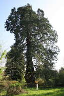 Image of giant sequoia