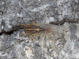 Image of blood redtail cicada