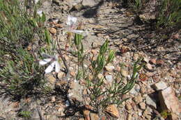 Image of Pelargonium laevigatum subsp. laevigatum