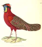 Imagem de Tragopan Cuvier 1829