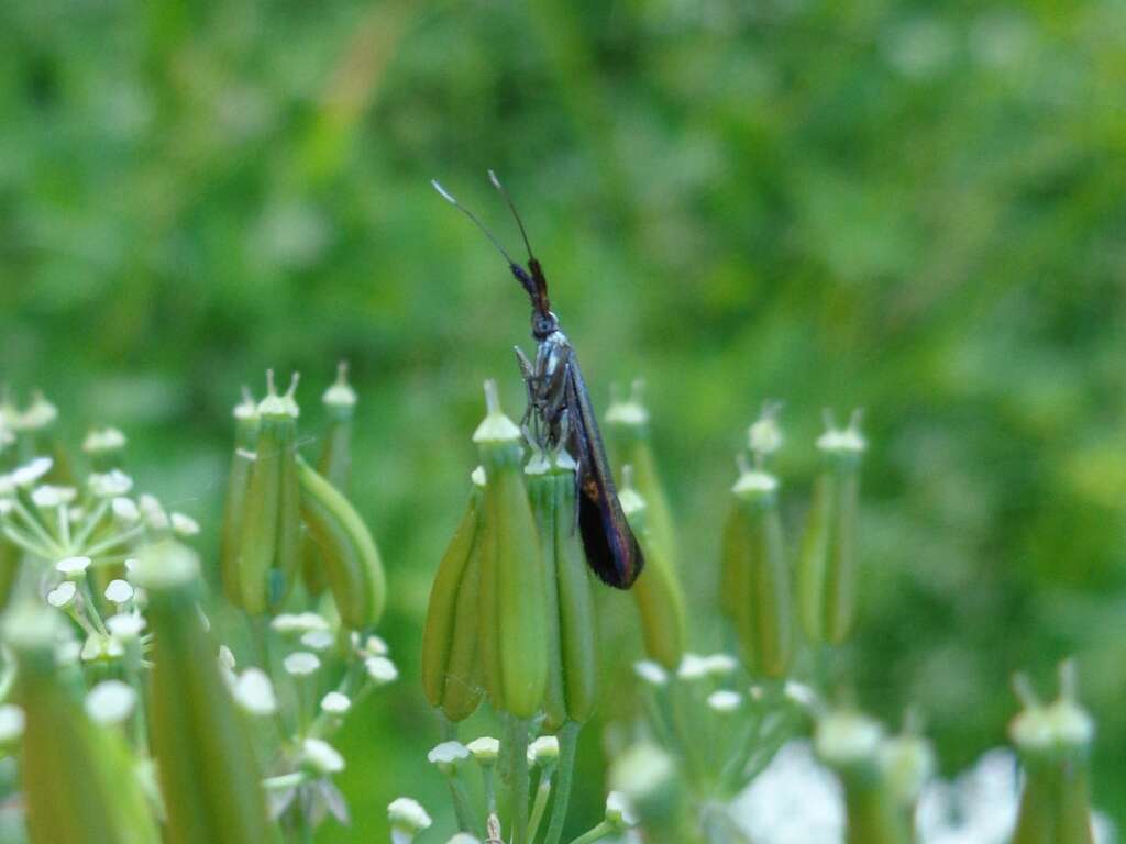 Imagem de Coleophora deauratella Zeller 1846