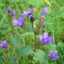 Image de Gentianella biebersteinii (Bunge) Holub