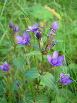 Image de Gentianella biebersteinii (Bunge) Holub