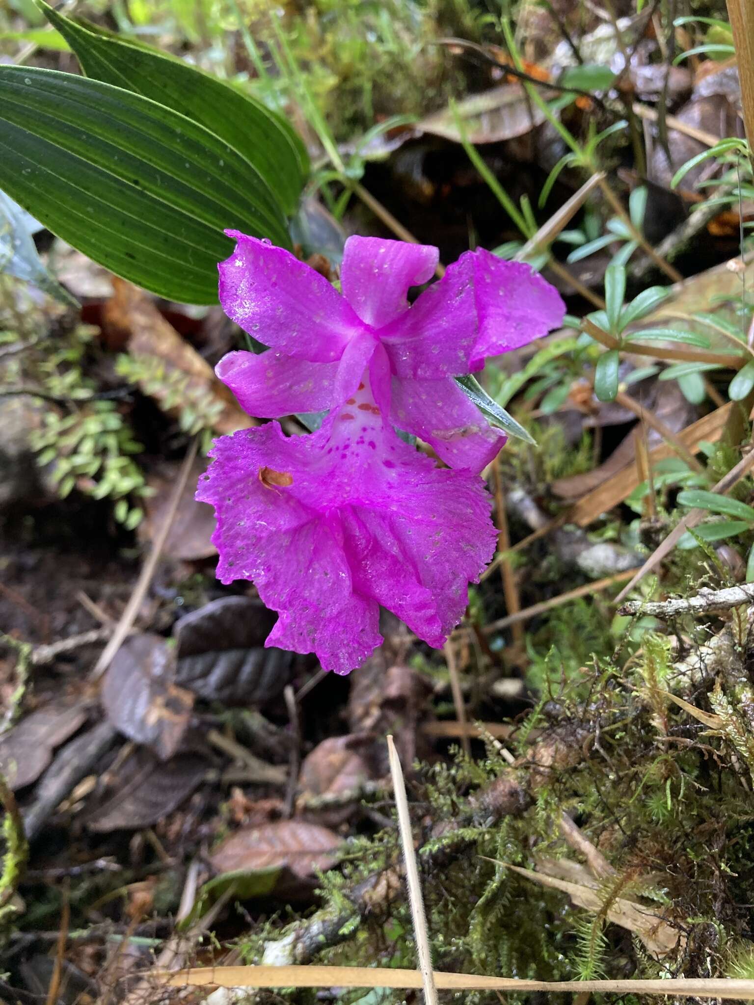 صورة Sobralia amabilis (Rchb. fil.) L. O. Williams