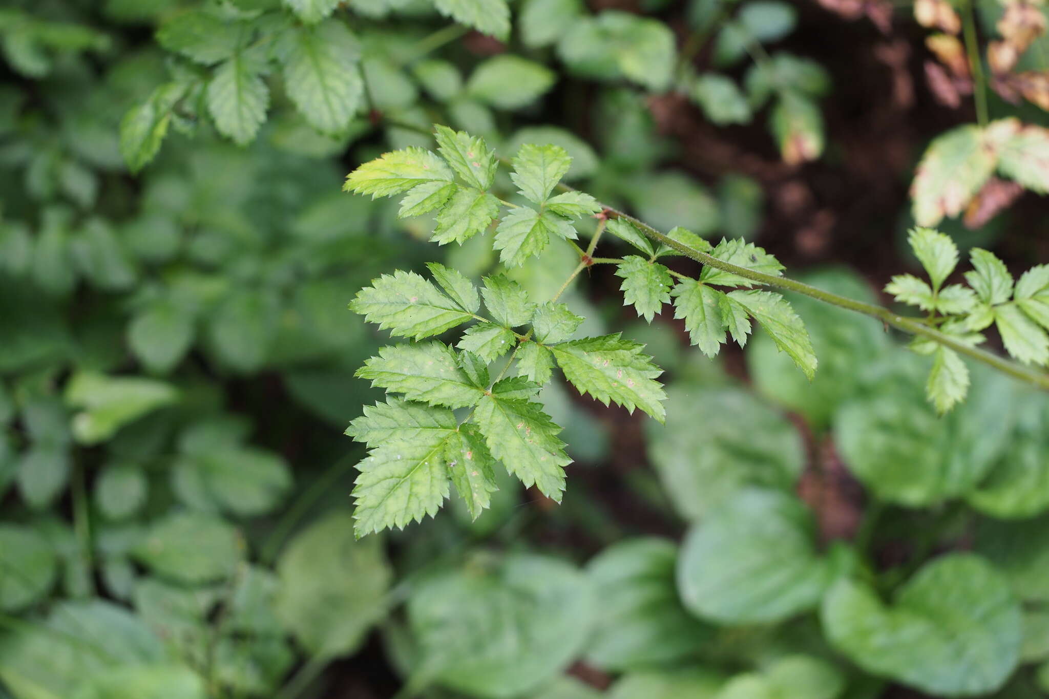 Image of Astilbe microphylla Knoll