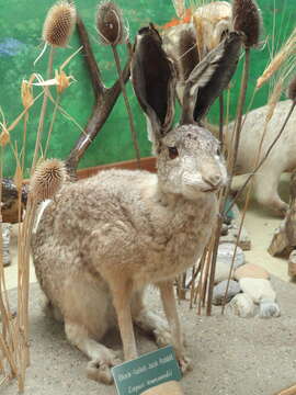 Image of White-tailed Jackrabbit