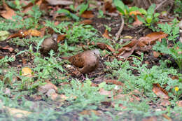 Image of Ruddy Ground Dove