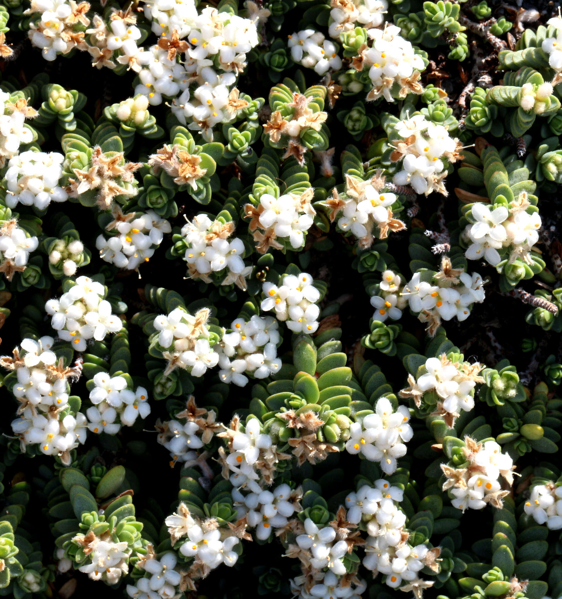 Image of Pimelea carnosa C. J. Burrows