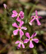 Image of cold-desert phlox