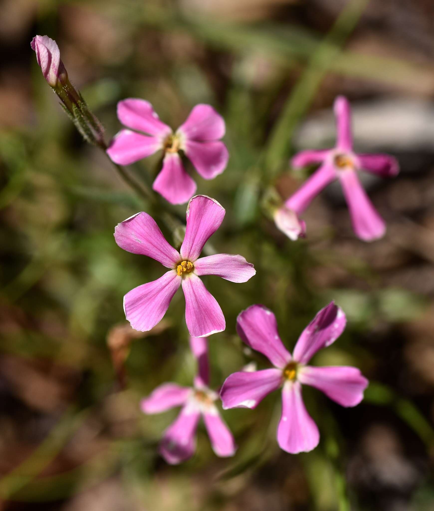 Image of cold-desert phlox