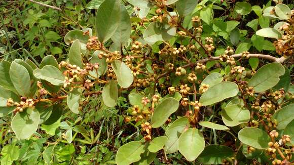 Image of Guinea guava