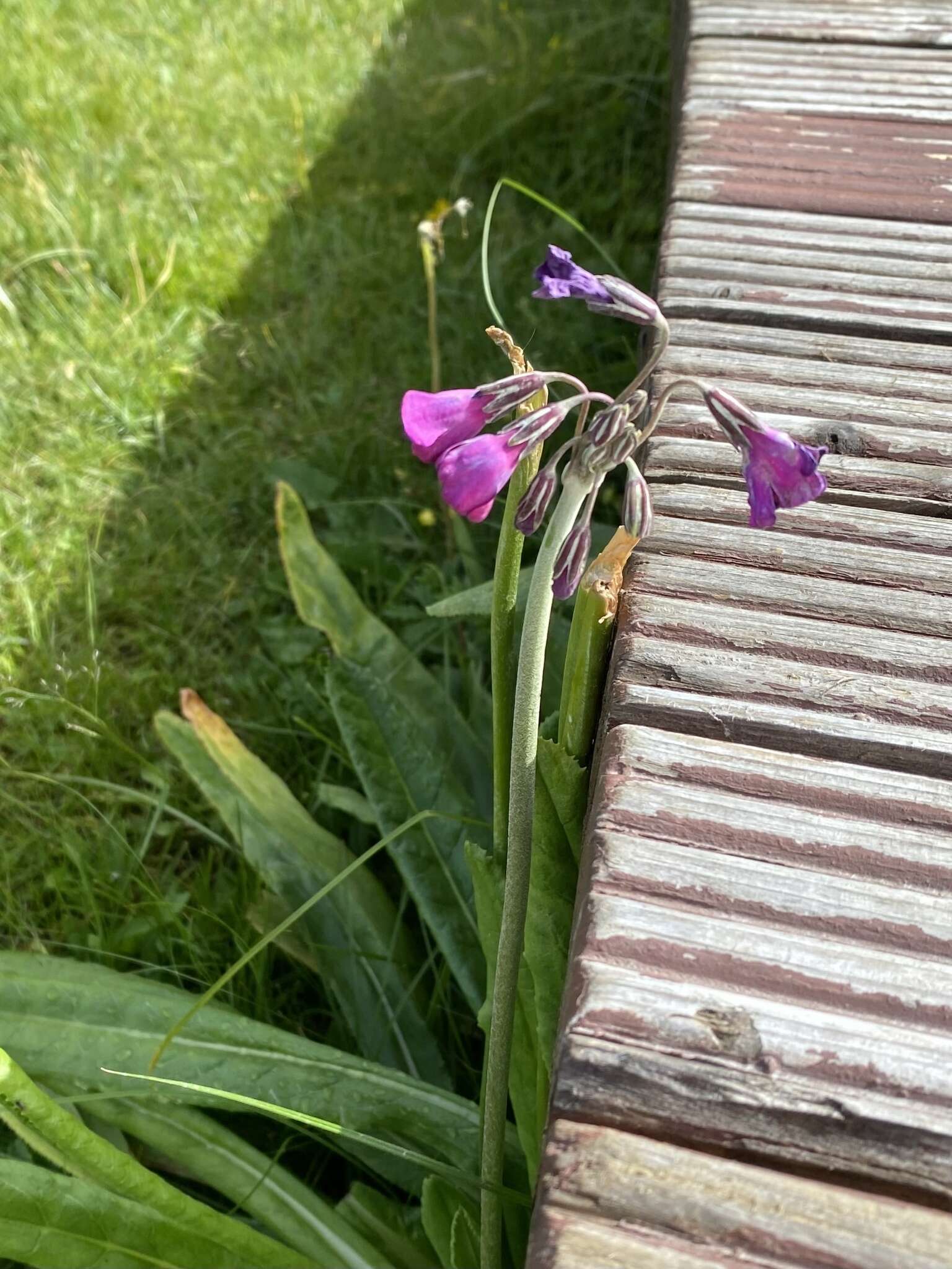 Image of Primula secundiflora Franch.