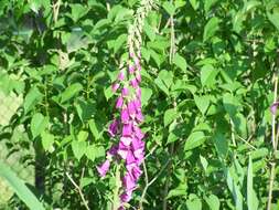 Imagem de Digitalis purpurea L.