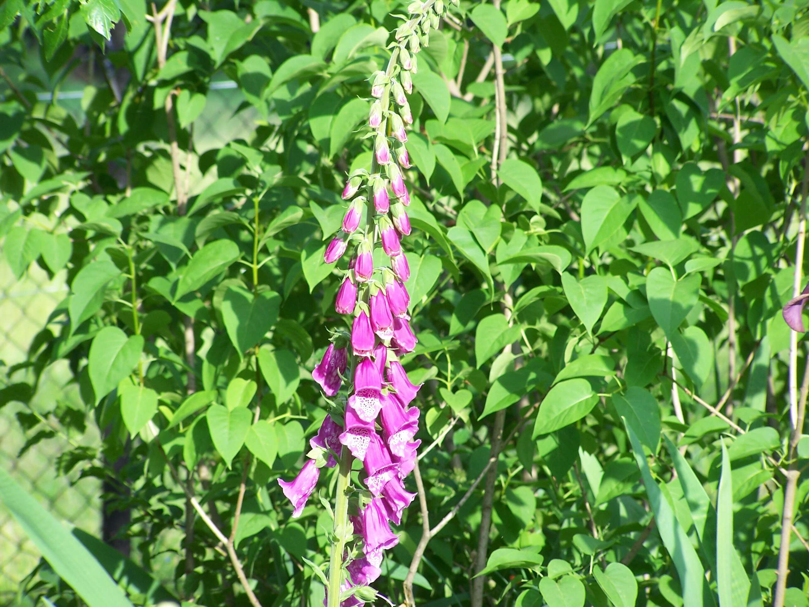 Imagem de Digitalis purpurea L.