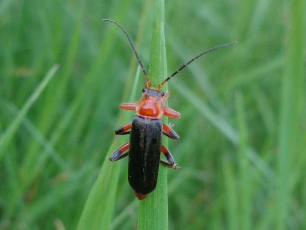 Image of Cantharis livida