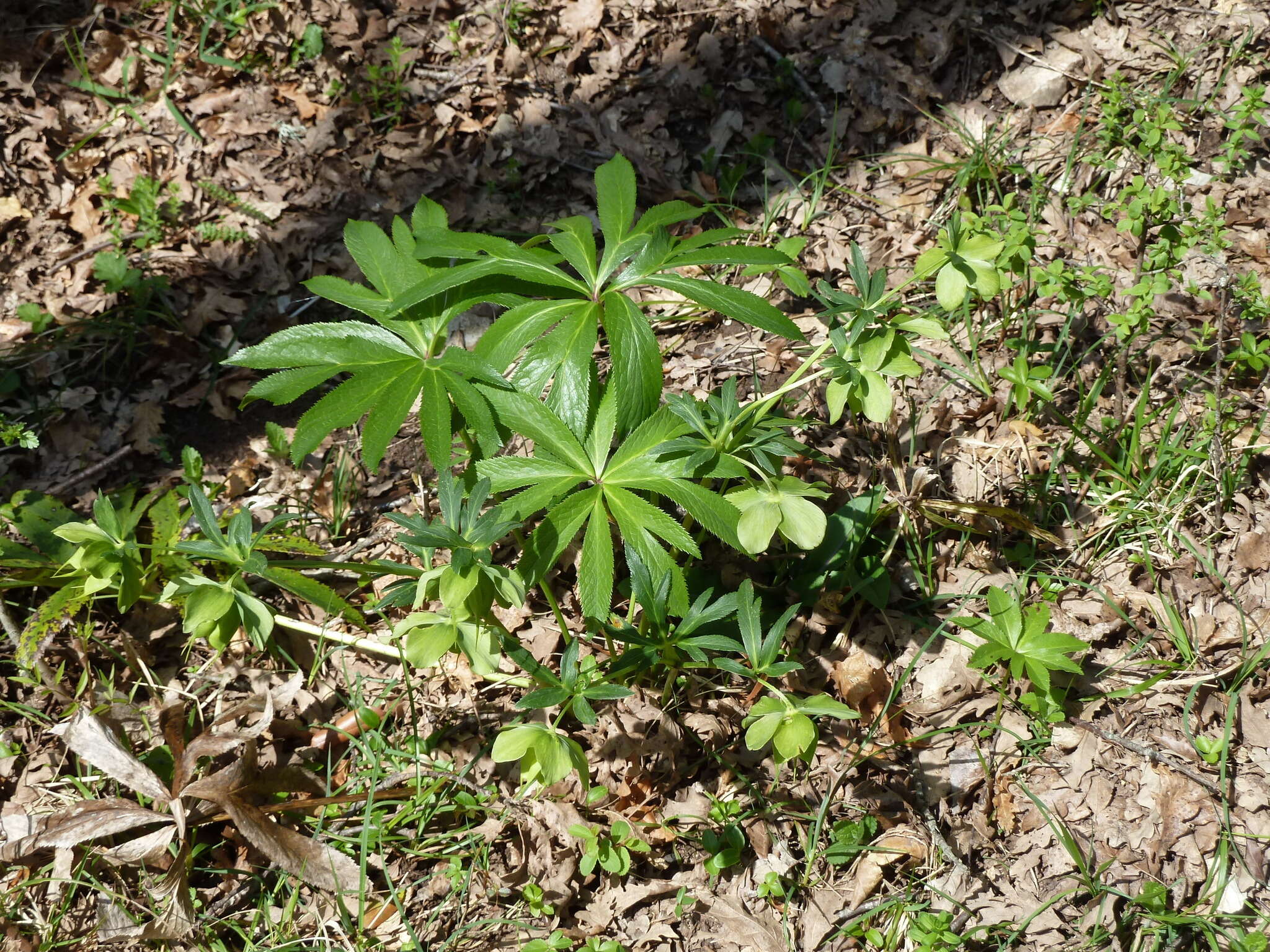 Image of Helleborus viridis subsp. viridis L.