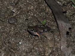 Image of Palmated Chorus Frog