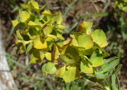 Image of Euphorbia genistoides var. genistoides