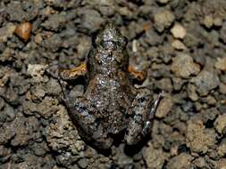 Image of Palmated Chorus Frog